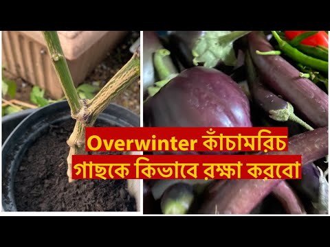 Overwinter কাঁচামরিচ গাছকে কিভাবে রক্ষা করবো