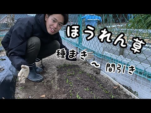 【ほうれん草栽培】種まき〜間引き/有機農業【家庭菜園】