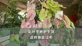 【海媽園藝課堂83】彩葉芋養護乾貨，這樣做能過冬 | Fancy-leaf Caladium