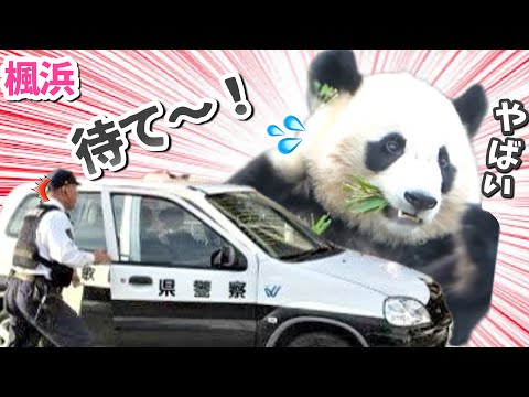 【パンダアイドル楓浜】スピード違反⁉︎🐼交通安全教室中なのに竹を持って大暴走💨