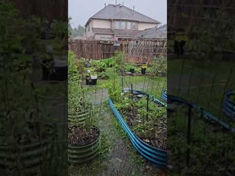 Nature's Glorious Music, Dec Storms in Spring TX || DHBG