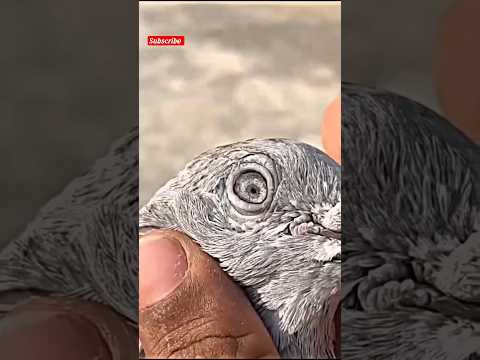 old breed pigeon #shorts #shortsfeed #viral #pigeon