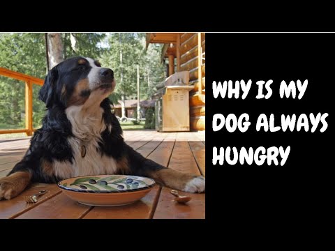 Why Is My Dog Always Hungry