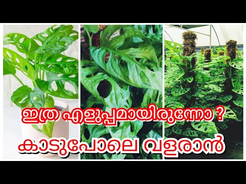 Monstera ചെടി ചട്ടി നിറഞ്ഞു വളരാൻ അടിപൊളി സൂത്രം | Monstera plant complete care & propagation