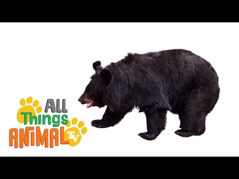 * BLACK BEAR * | Animals For Kids | All Things Animal TV