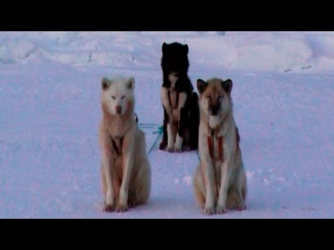 This is how Inuit feed the northernmost dogs of the world