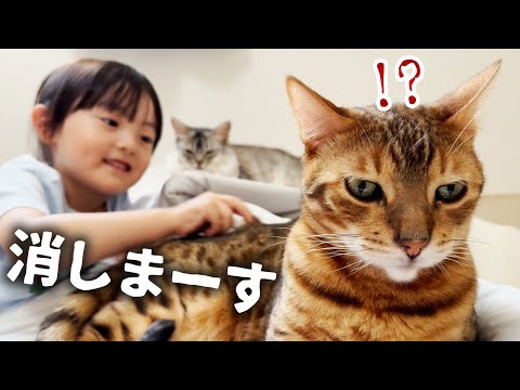 ちゅ～るで手懐けた猫たちを消してしまおうとする5歳娘