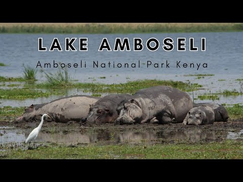 Hippos of Lake Amboseli | Amboseli National Park Kenya