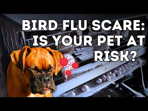 Bird flu update: Should Your Dog or Cat Get Vaccinated Against Bird Flu?