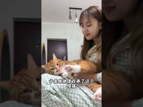 流浪猫真的会，羡慕家猫吗？养猫经验分享 科学养宠攻略 养猫人 新手养猫  猫咪