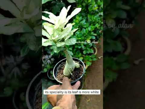 ആരും അതികം കാണാത്ത adenium /adenium varigated 1st impression