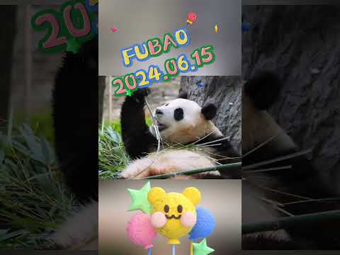 FUBAO2024.06.15 #panda #pets #fubao #cute #animals #funny #love #automobile