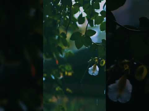 Rain Lofi please relax and enjoy the sweet rain #relaxing #lofi