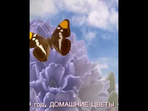 МУЗЫКАЛЬНАЯ_ВИДЕО_ОТКРЫТКА#ЦВЕТЫ#ПОЛОЖИТЕЛЬНЫЕ_ЭМОЦИИ