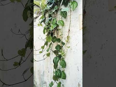 betel leaf plant🌱#survival #money #life #trending #viral #plants #viral#ytshorts #shorts #shortfeed