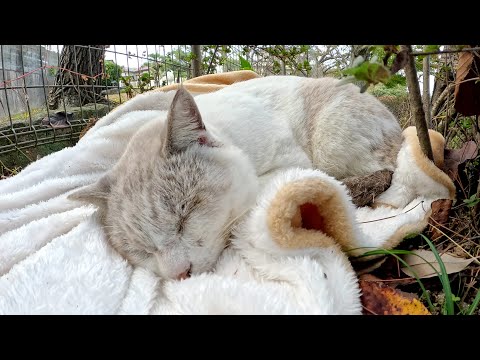 A Siamese cat sleeps comfortably on a warm blanket