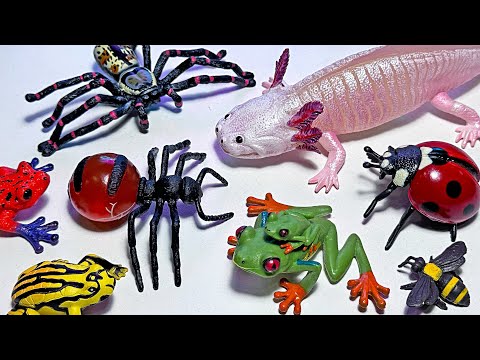 Insects, Amphibians, Australian Animals, Arachnids - Axolotl, Frog, Lady Bird, Honeypot Bee