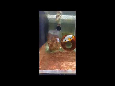 人工雪印小丑種魚A Snow Flake Ocellaris Clownfish pair （Captive-Bred）7k