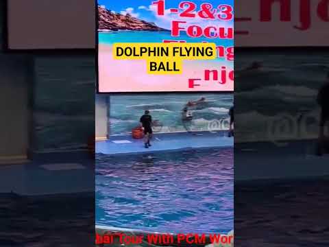 Dolphin playing Flying Ball #short #shortvideo #dolphins #dubaidolphinarium