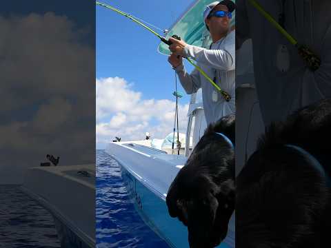 Big Red Snapper on yellow noodle!  #fishing #redsnapper #fishing #shortvideo