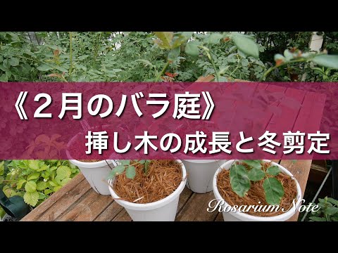 《２月のバラ庭》挿し木の成長と冬剪定