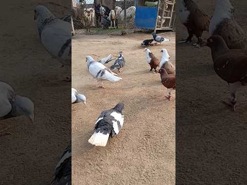 subscribe my channel #pigeon #pigeonpigeon #bird #pigeonbreeds #birds #colourfulpigeons #birdspecies