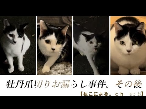 牡丹爪切りお漏らし事件。その後　＃猫飼い初心者 ＃保護猫 ＃野良猫