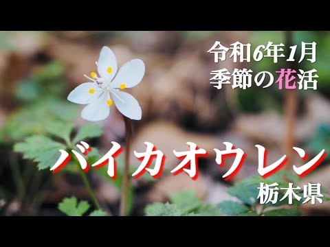 【季節の花】 1月　バイカオウレン ロウバイなど季節の花活　栃木県栃木市 四季の森星野 花之江の郷