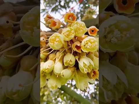 DURIAN FRUIT PROCESS FROM FLOWER TO FRUIT #shorts