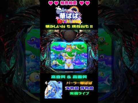 🎯大当り濃厚 プレミアム🎯✨チャンス目前兆の回数に注目✨🐬デラックス海物語🐬【 パーラー華ぱぱ・海物語 博物館 】ショート動画 #shorts