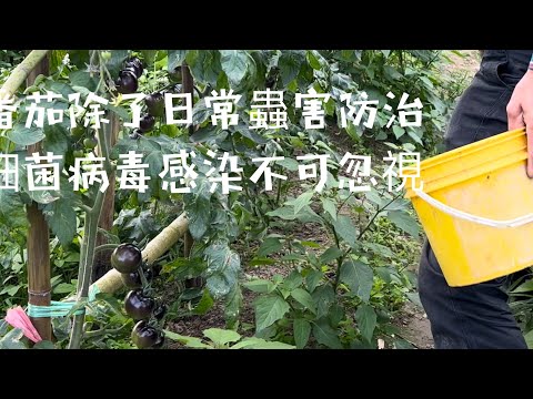 種番茄～剪一剪就能預防蟲害高發～除了蟲害～細菌病毒更不可忽視【黑珍珠番茄】