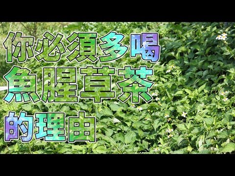 你必須多喝魚腥草茶的理由