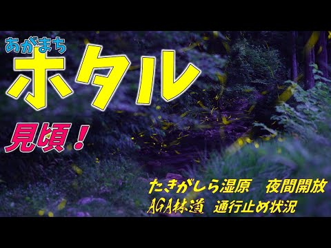 ⭐【ホタルが見頃】たきがしら湿原夜間開放！阿賀町のホタルスポット、　林道通行止め情報も！