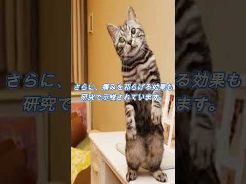 【猫のゴロゴロの秘密】#shorts #猫  #雑学 #豆知識 #トリビア # 知らない話 #面白い話