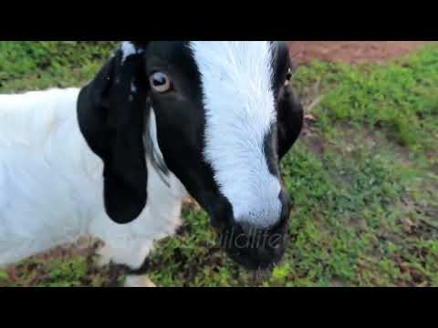 the goat kiss the camera | goat sounds #goat #goatsound #goatfarming #goats #goatlovers