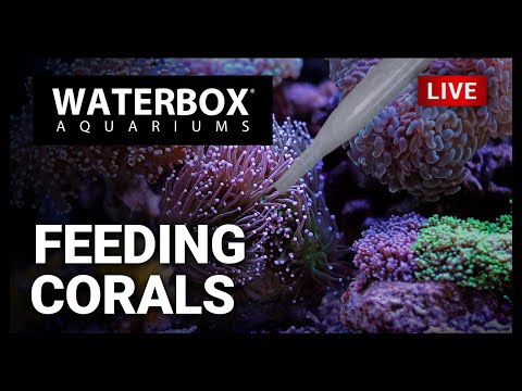 Episode 145: Feeding Mixed Reef Corals