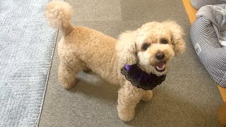 【ハロウィン】お化けの仮装で愛犬にドッキリを仕掛けるはずが意外な結果にｗ【大きいトイプードル】【デカプー】【トイプードルのロアくん】