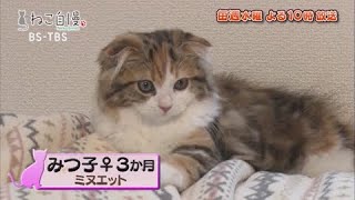 ねこ自慢＃44ご出演ニャンコたち【10月14日OA】