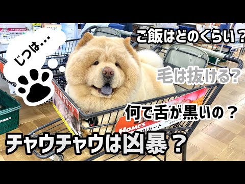 【特別編】チャウチャウへの質問にお答えします！