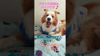 自己紹介🐶🐾   チャンネル登録よろしくワン‼️