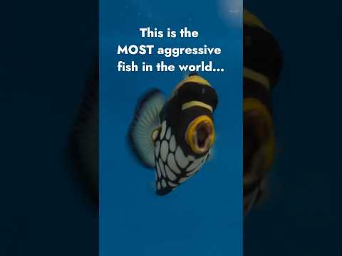 World's Most Aggressive Fish!