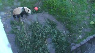 Happiness Village Baby Pandas Cam 11-04-2017 18:00:14 - 19:00:03