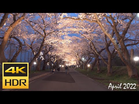 [4K HDR] 函館北斗 夜の法亀寺しだれ桜と大野川沿い桜並木 2022 / Hokuto Houkiji cherry blossoms at night (Hokkaido, Japan)