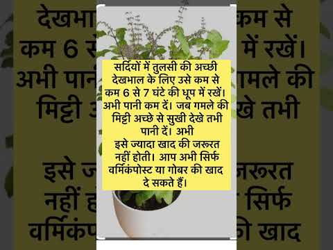 #useful #tips #tulsi