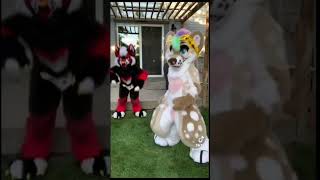 BEST Furry Tik Toks compilation 123 #shorts #furrytiktok #furry #furrycompilation