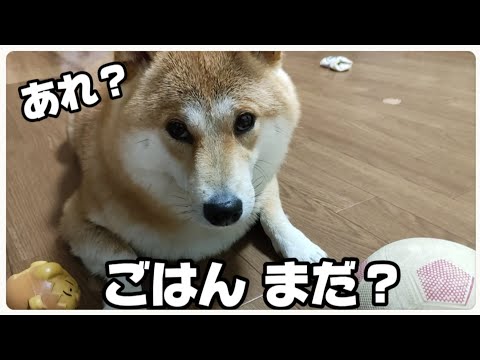 【柴犬のいる生活】ズボラぼっち主婦とハルのとある1日【後半編】🙋‍♀️