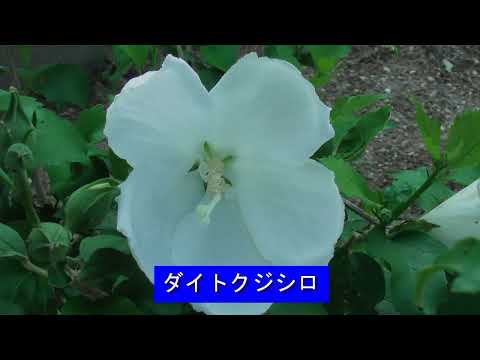 わが家の9月の花