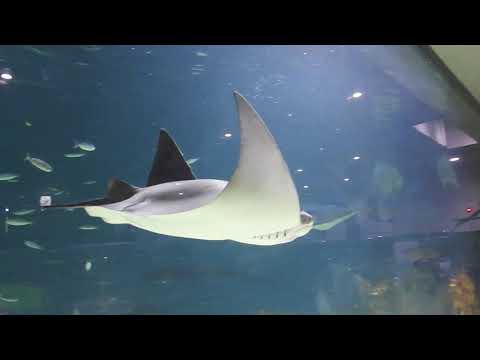 新札幌サンピアザ水族館で遊び、ホテルエミシアでスパランチセットで癒される