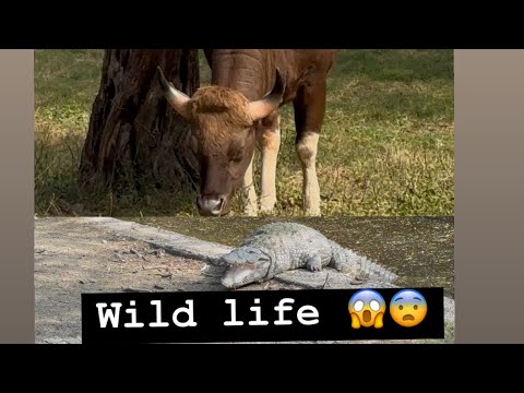 Wild life 😨😱#elephant #kruger #delhiattraction #greaterkruger #delhitouristattraction #delhizoo