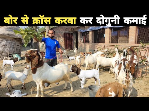 बोर से देसी और बराबरी का क्रॉस करवा के दुगनी कमाई करता हूं | Boer goat farming in india